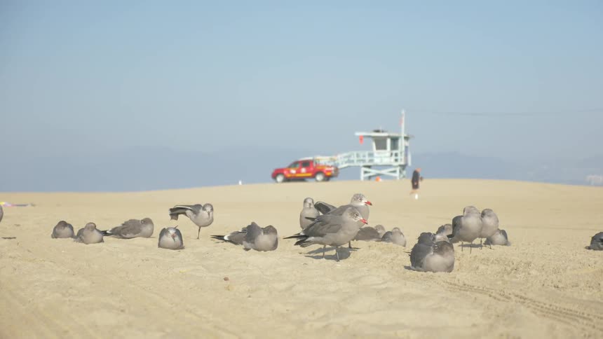 La Beach Day