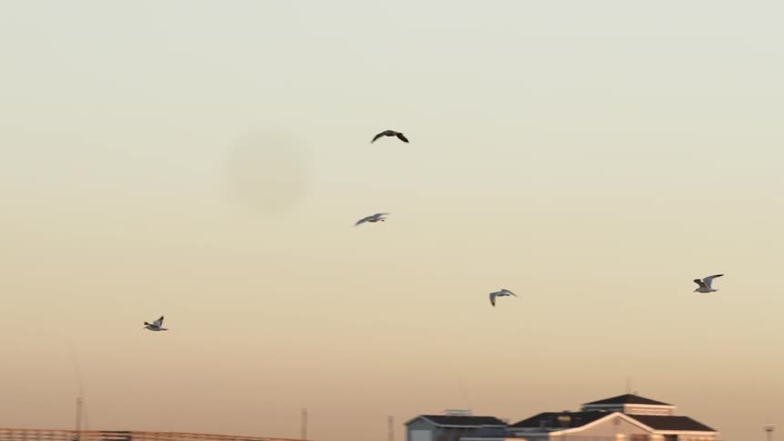 Birds flying in the sky