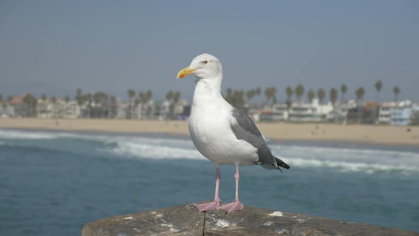 La Beach Day