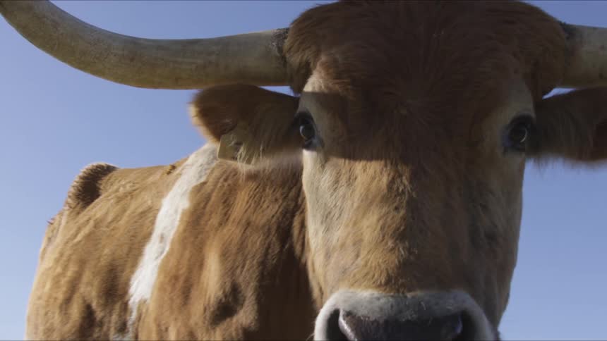 Longhorns In Field