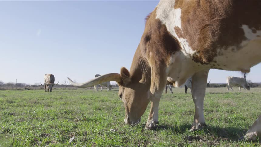 Longhorns In Field