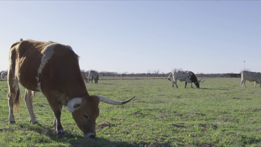 Longhorns In Field