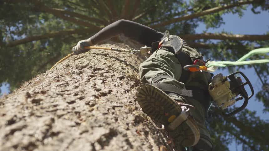 Man Cutting Down Tree