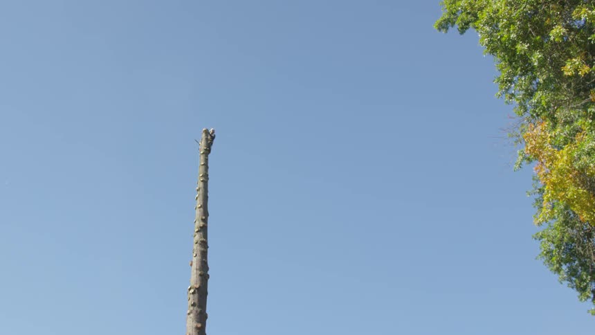 Man Cutting Down Tree