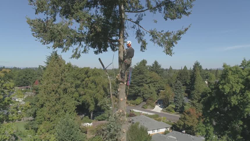 Man Cutting Down Tree