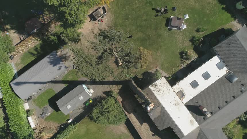 Man Cutting Down Tree
