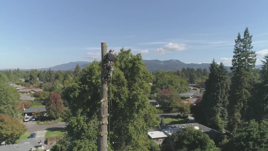 Man Cutting Down Tree