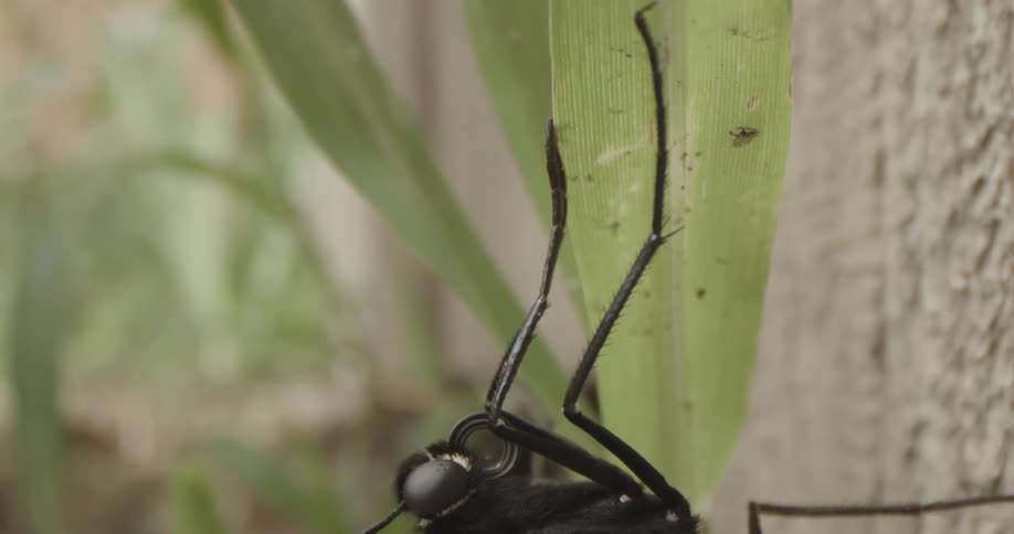 Insect Details