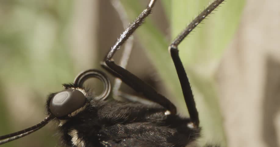 Insect Details