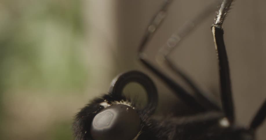 Insect Details