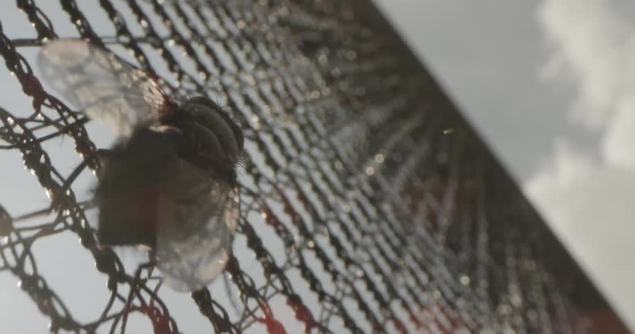 Insect Details
