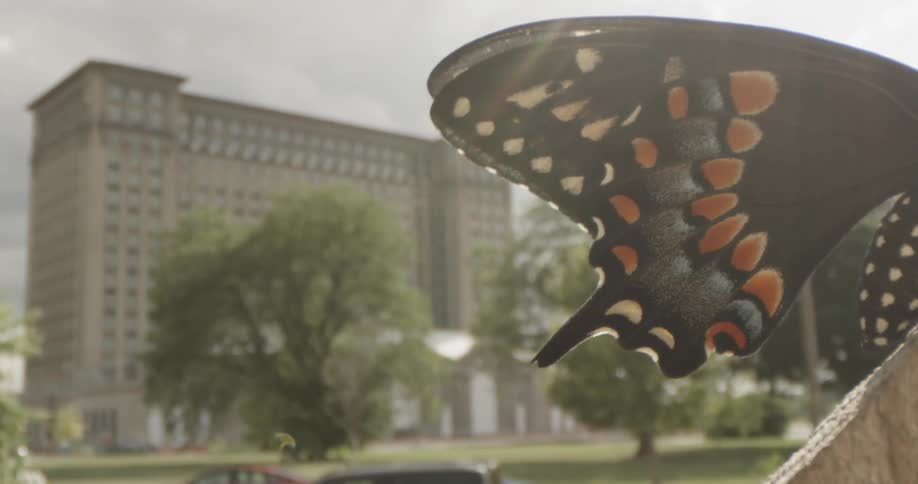 Insect Details