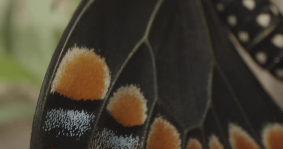 Insect Details