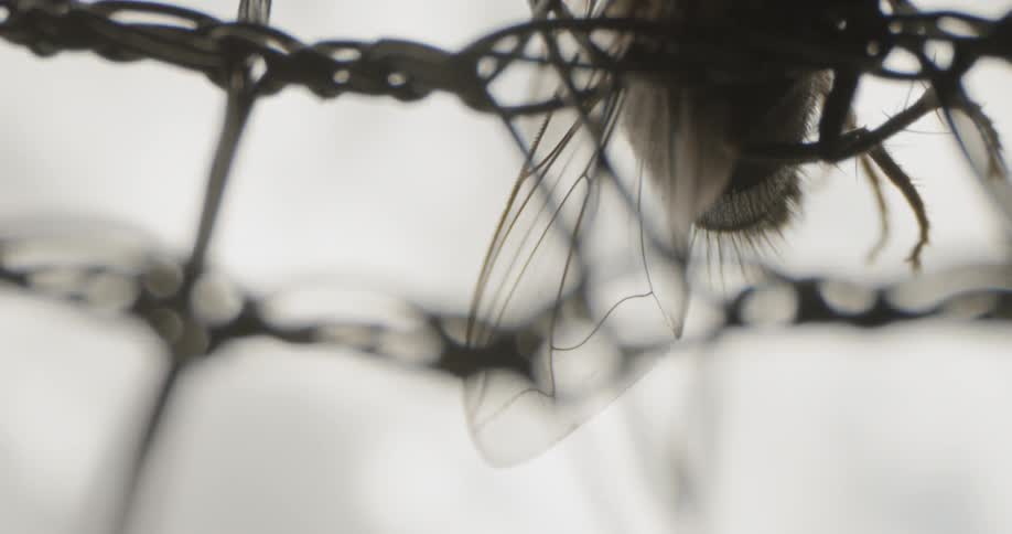 Insect Details