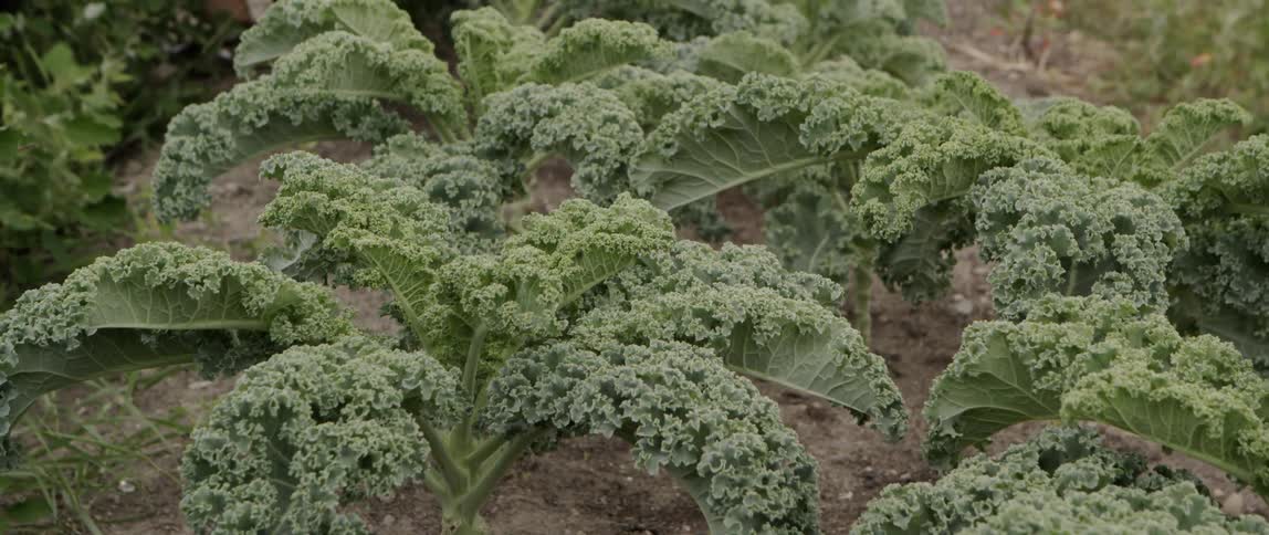 Growing crop of kale swaying in the breeze in a garden