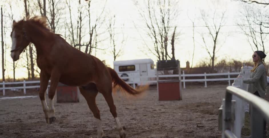A horse rearing up