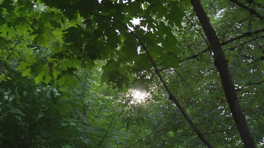 Leaf covered branches form canopy over head