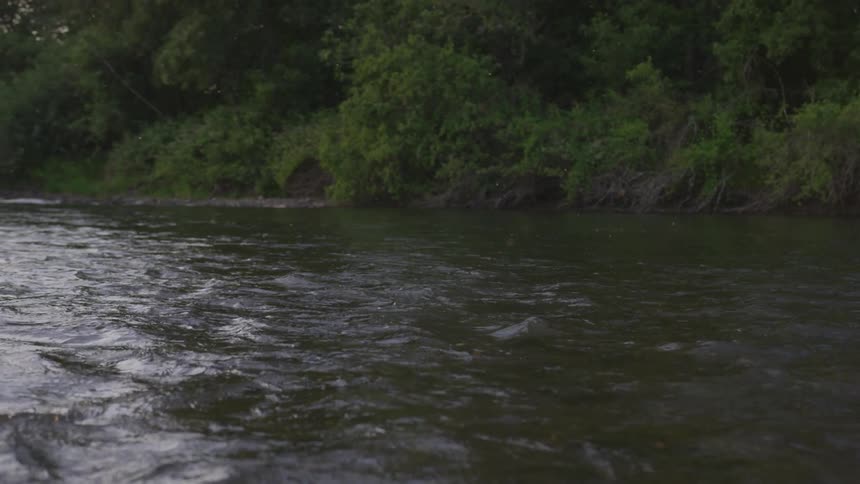 Water flows downstream past tree covered shore during the day