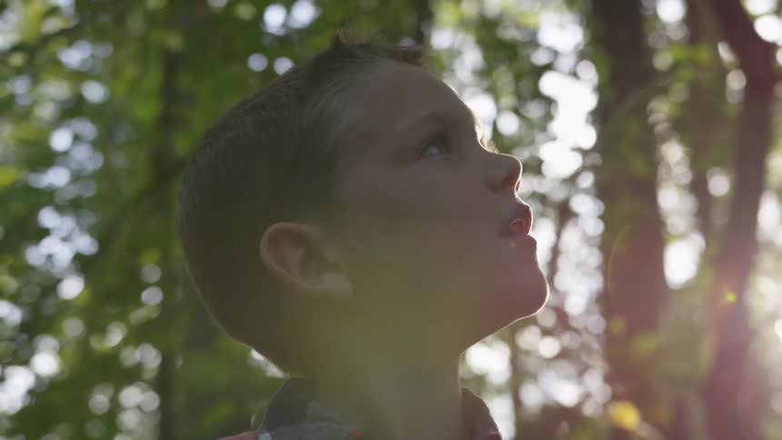 Young boy looking up through the trees in a forest on a sunny day
