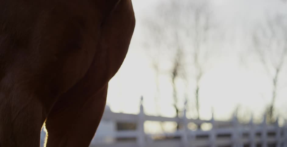 A horse stands in a stable at sunset