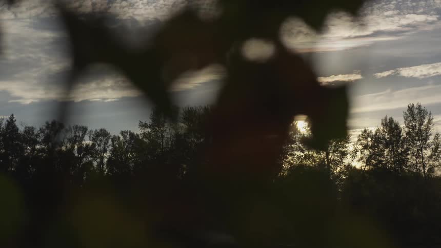 Tree tops glow under the setting sun