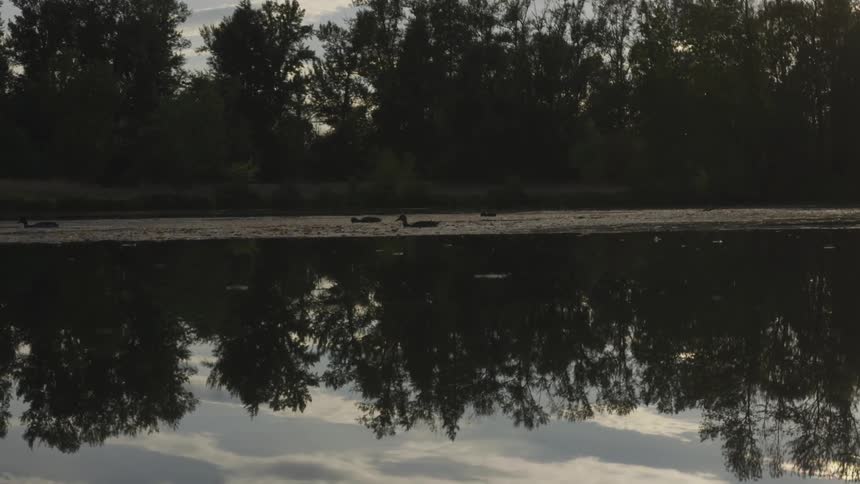 Ducks swimming in the water