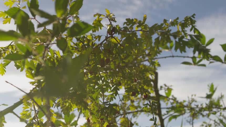 The trees have green leaves and its midday