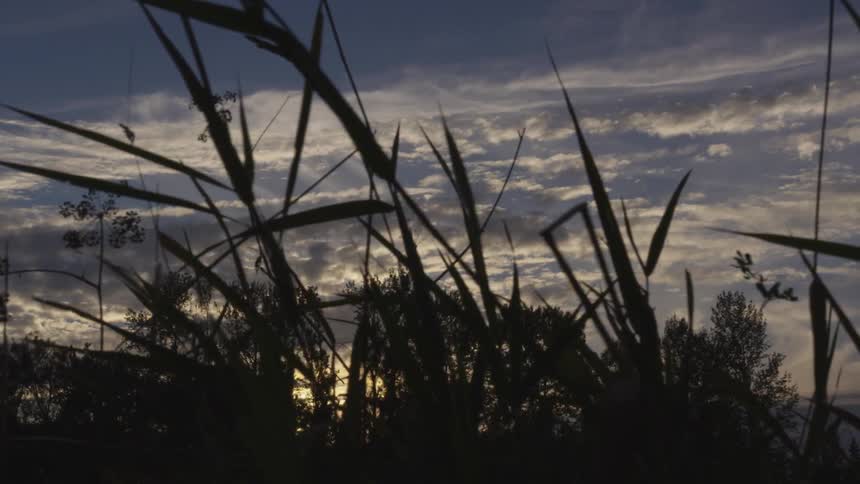 Sunset over a grassy field