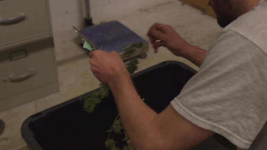 A young man in a t shirt sits in a dirty room with a filing cabinet and a small scale in it as he separates marijuana stems and buds and places them into a large plastic tote