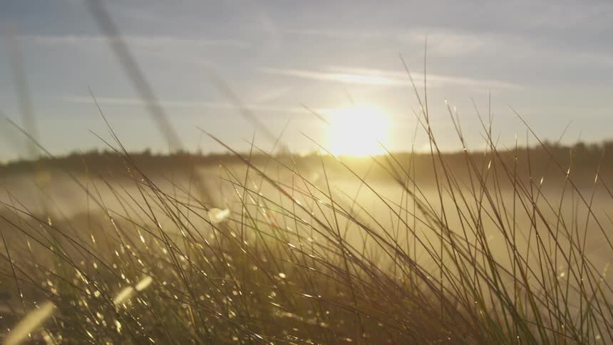 The sun shines through blades of grass as it rises over the tree line on the horizon