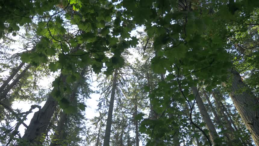 Worms eye view of forest