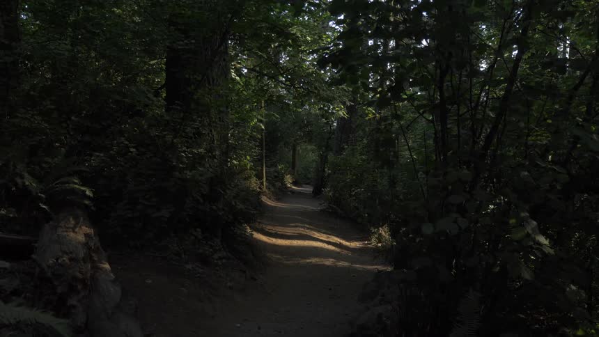 Trail going through forest