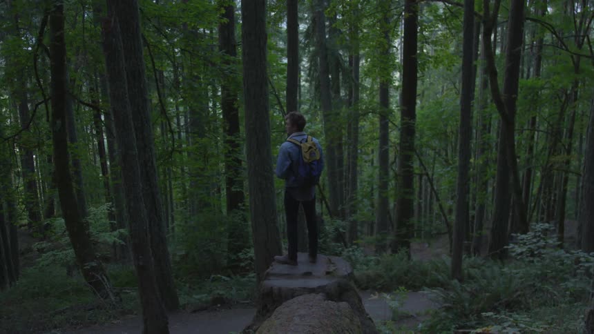 A man stands on a large stump looking out at the forest trees
