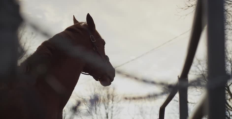 A horse chews on a cloudy day