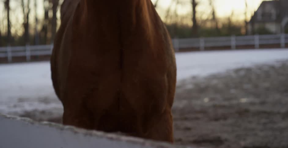 Horse shakes back and forth on a cloudy day