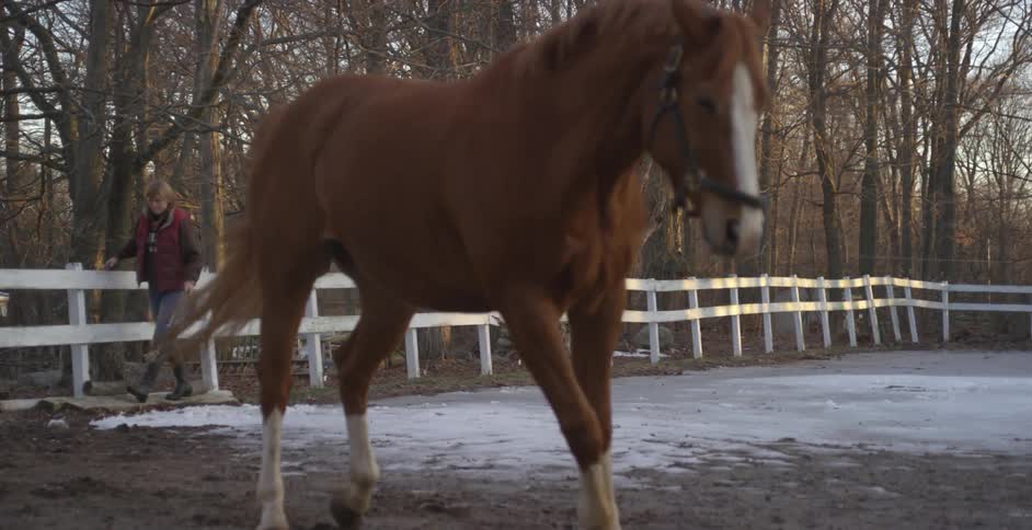 A horse on a ranch shakes itself on a fall morning