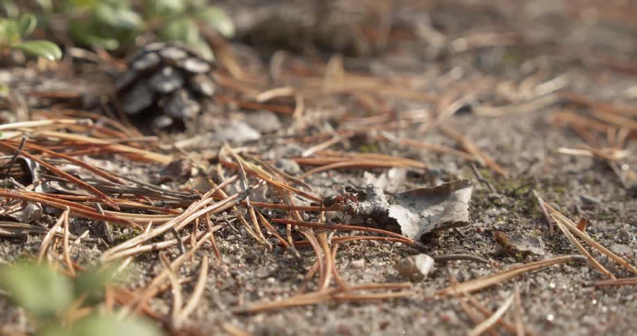 A worker ant dragging a leaf towards the nest