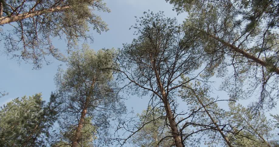 Looking up at the pine tree forest canopy