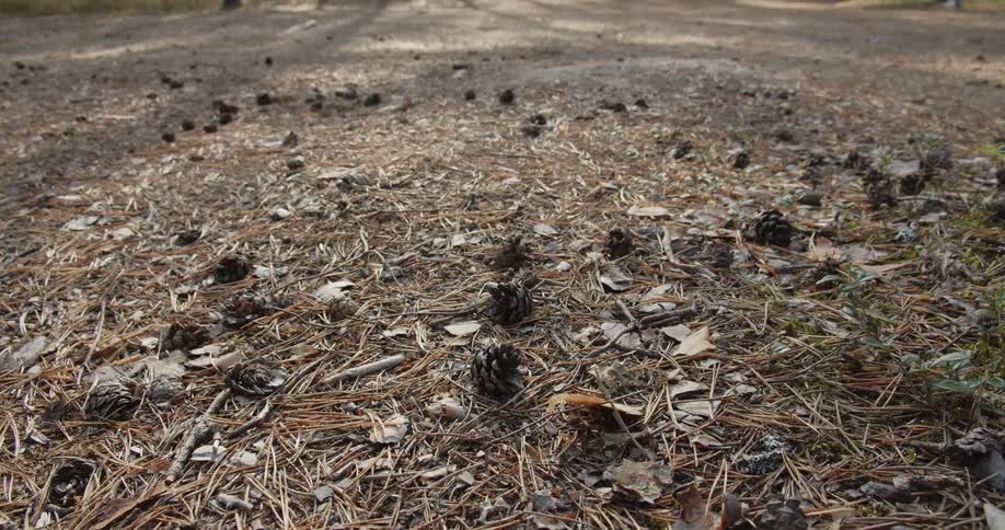 Pine cones and needles in a forest clearing