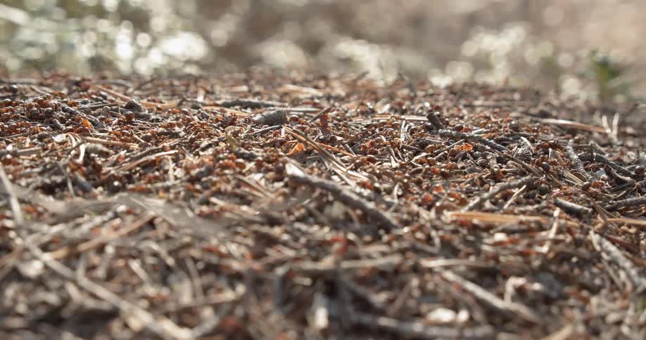 Closeup of ants crawling on their nest