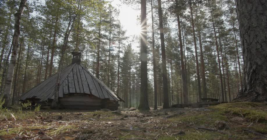 Pine Forest Scenics