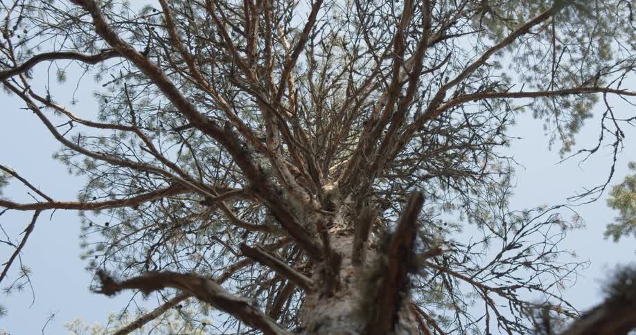 Pine Forest Scenics