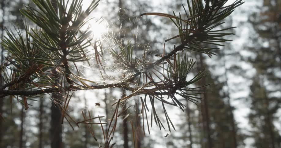 Pine Forest Scenics