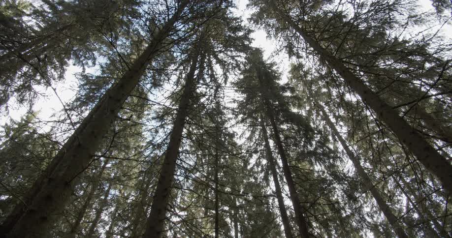 Pine Forest Scenics