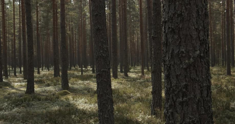 Pine Forest Scenics
