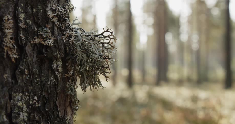Pine Forest Scenics