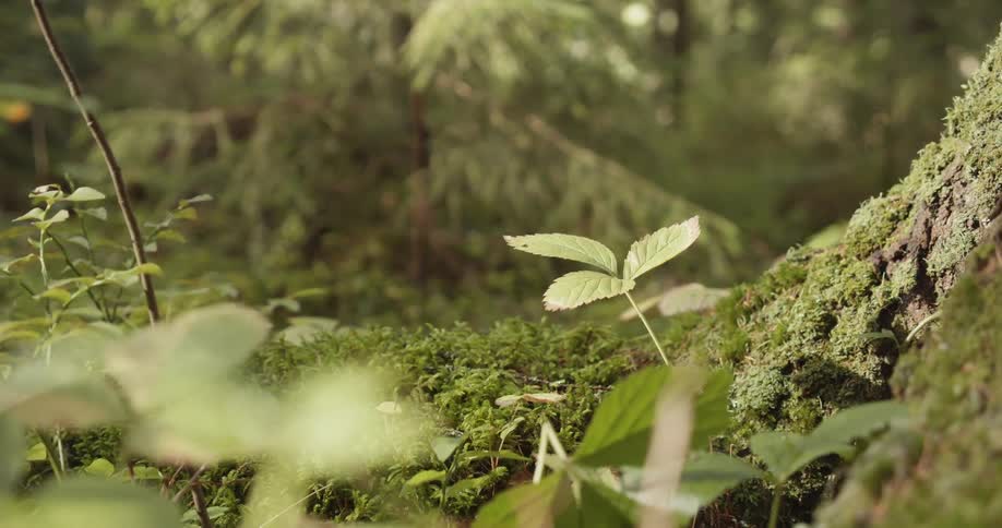 Tiny sprout growing life from a tree trunk