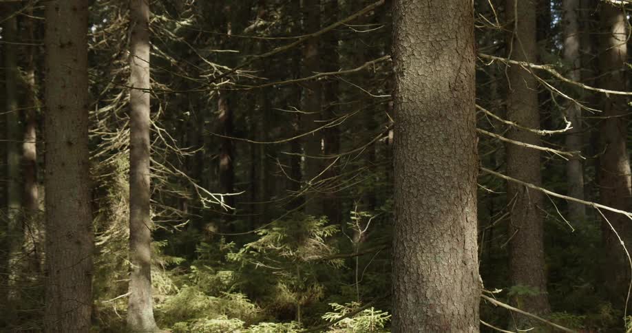Pine Forest Scenics
