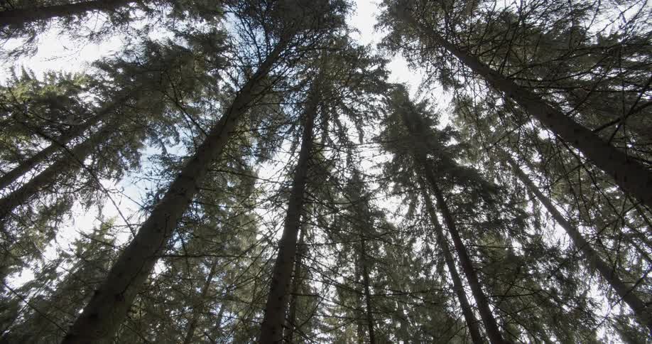 Pine Forest Scenics