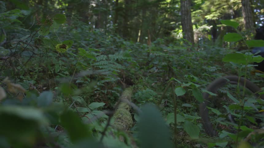 Man Mountain Biking In Forest